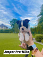 /album/fotogalerie-stenata-puppies1/img-5862-jpg1/