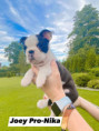 /album/fotogalerie-stenata-puppies1/img-5863-jpg1/