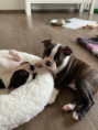 /album/fotogalerie-stenata-puppies1/img-6109-jpg/
