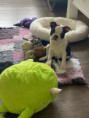 /album/fotogalerie-stenata-puppies1/img-6123-jpg/